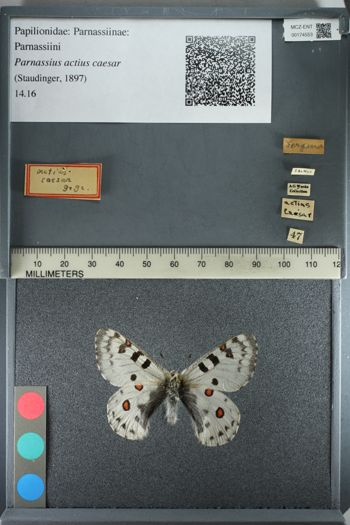 Media type: image;   Entomology 174553